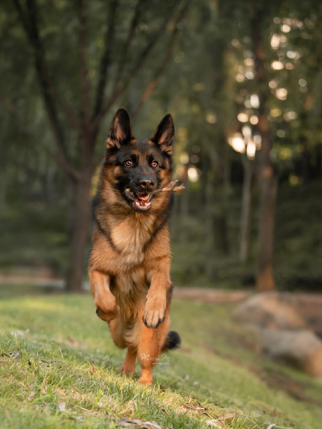 牧羊犬图片