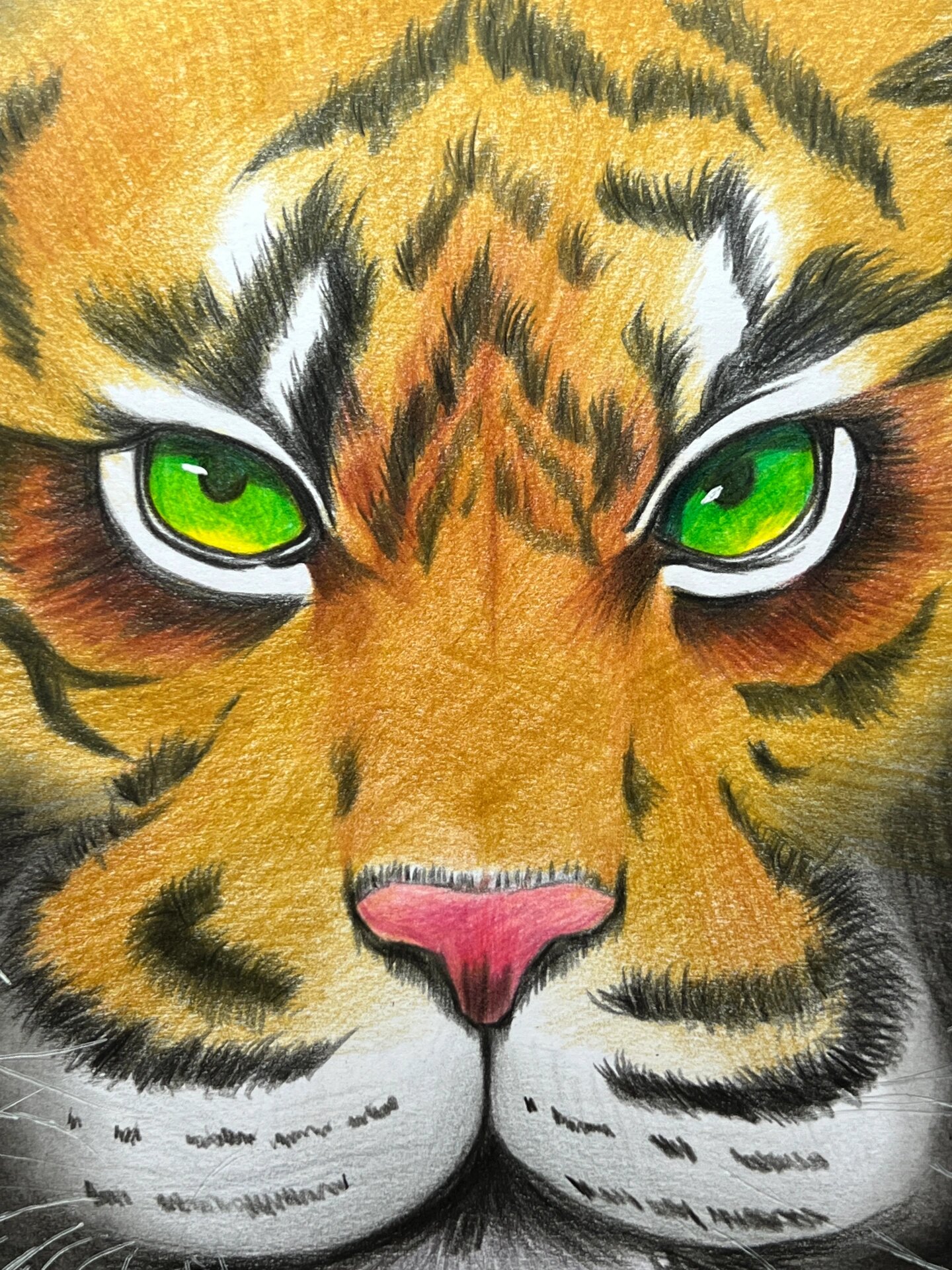 彩铅画91老虎(有过程