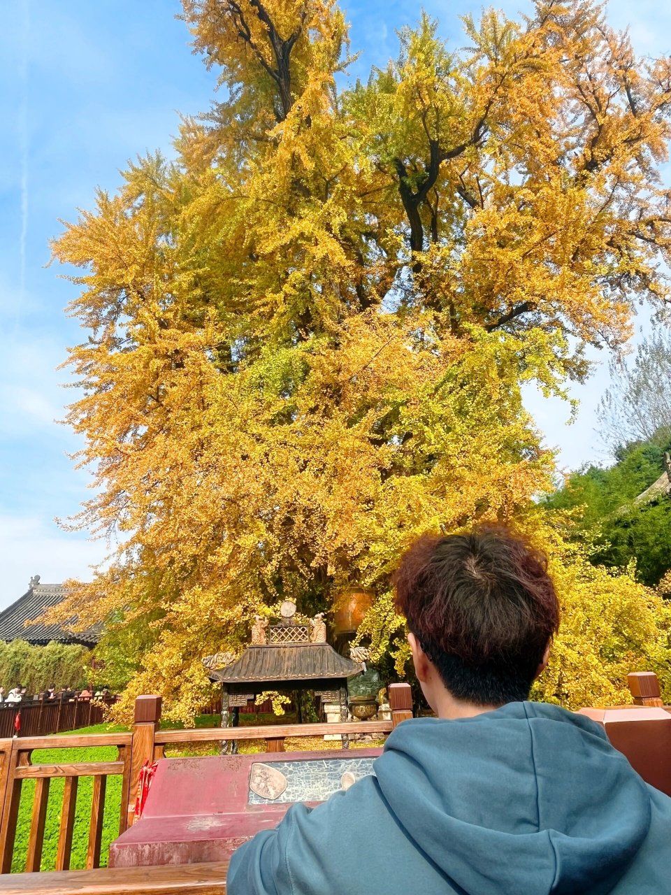 李世民在此种下千年银杏树 西安古观音禅寺 适合静心的好地方