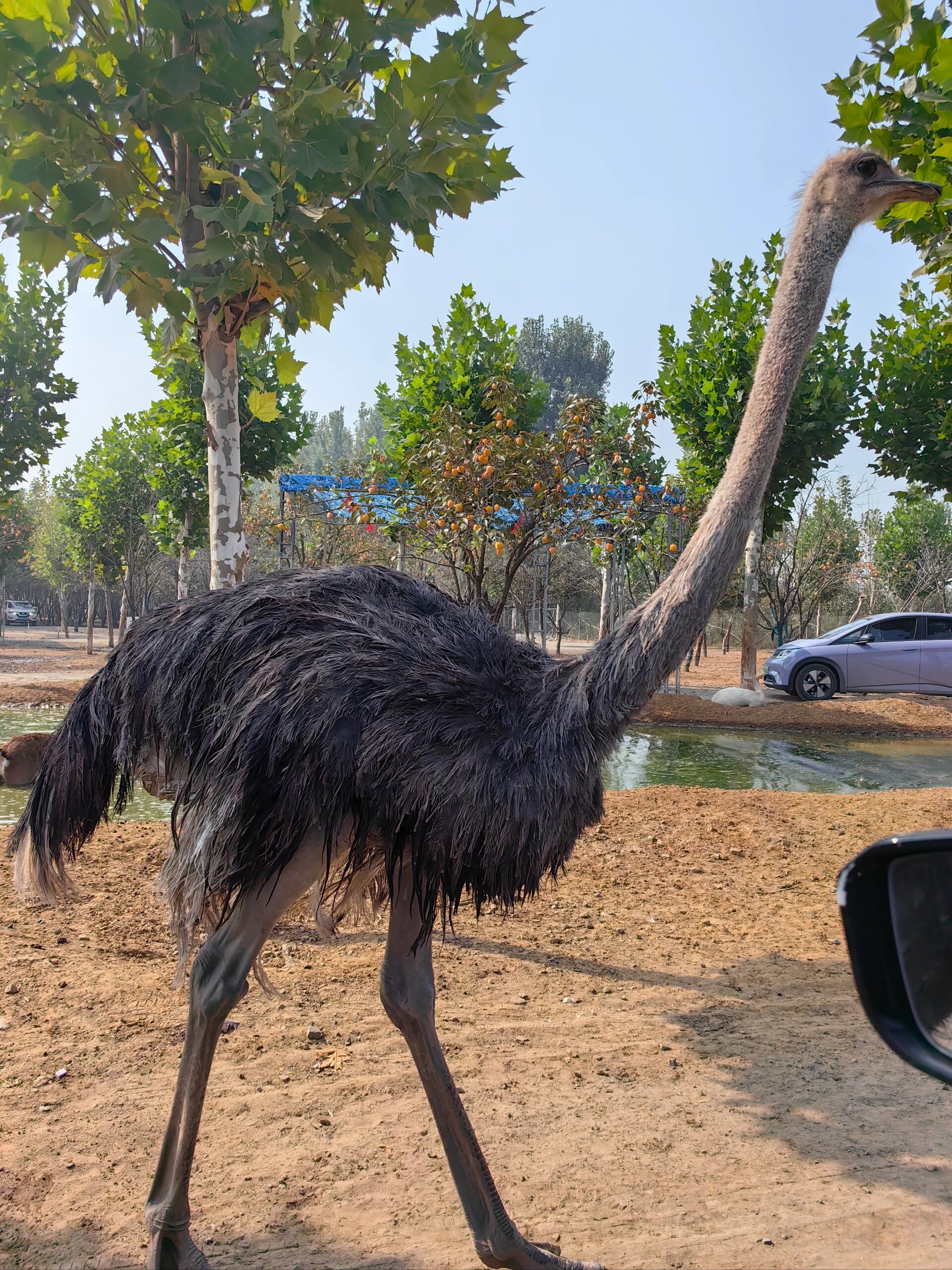 济宁—周末遛娃:曲阜新鹿动物园 自驾区: 自驾一圈,可以开窗喂养动物