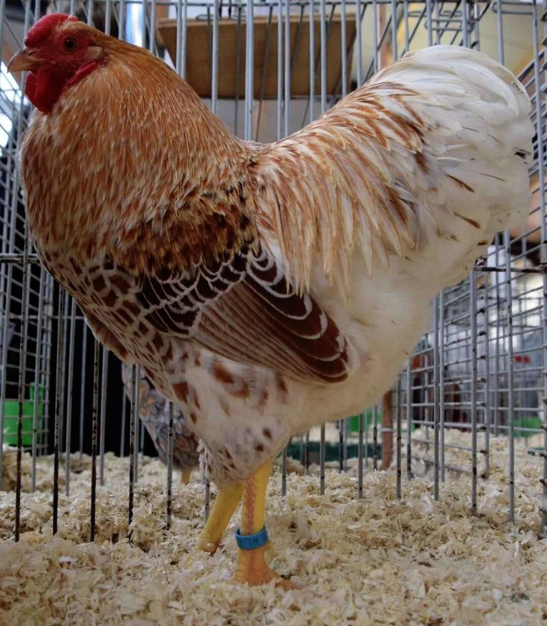 养了8年的鸡,叫了它八年的波兰鸡,直到去年有幸结识了美国矮脚鸡协会