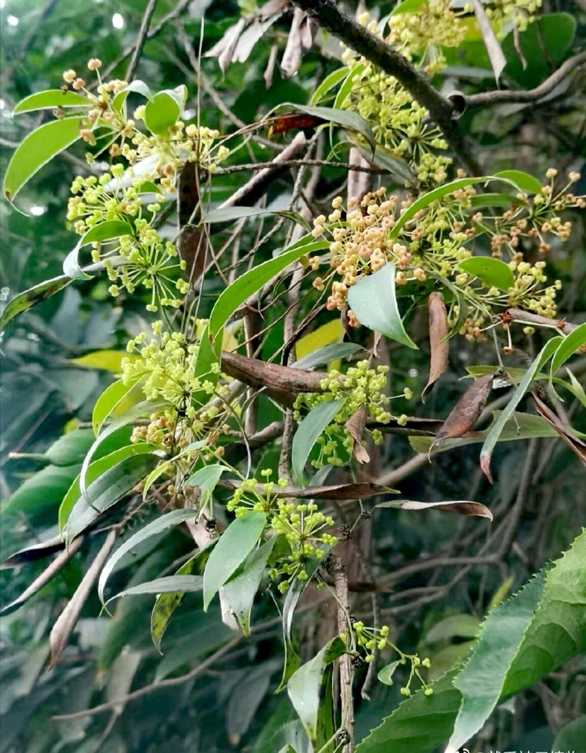 茯苓花 寓意图片