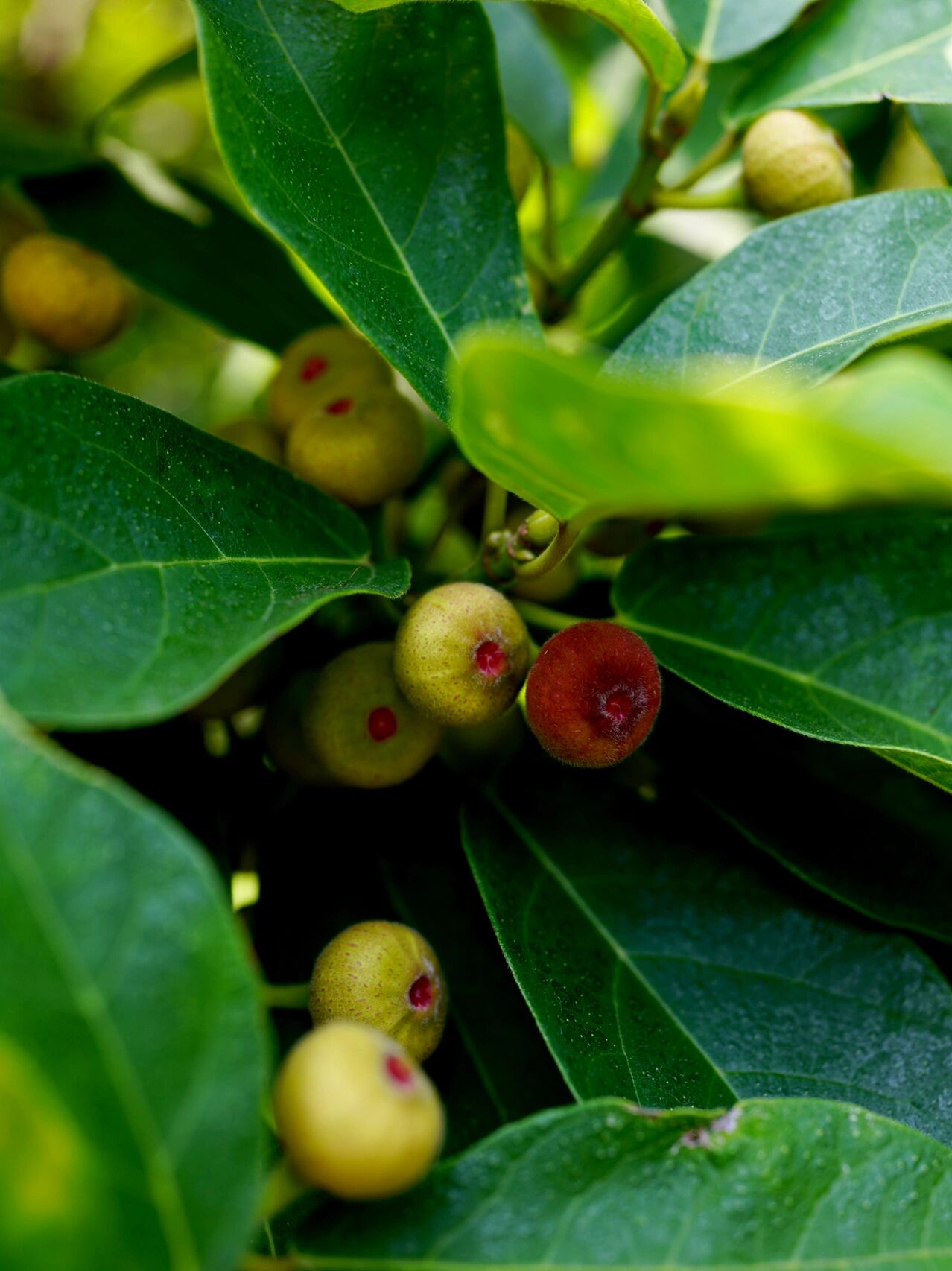 矮小天仙果|牛奶子树 矮小天仙果,别名牛奶子树,天仙果.
