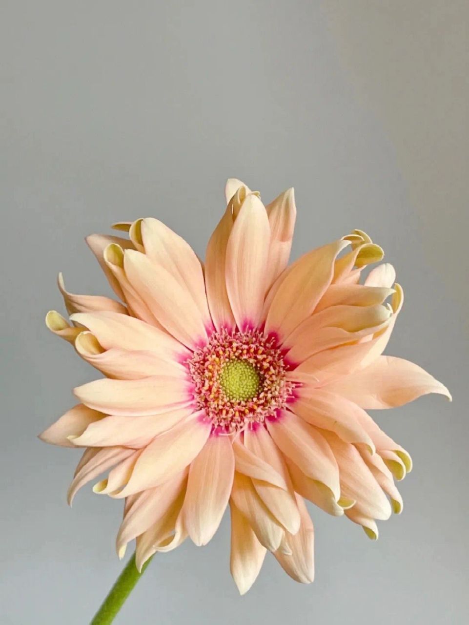 带你识花——非洲菊(亚丁) 新品种卷边弗朗"亚丁",温柔的橘粉色调