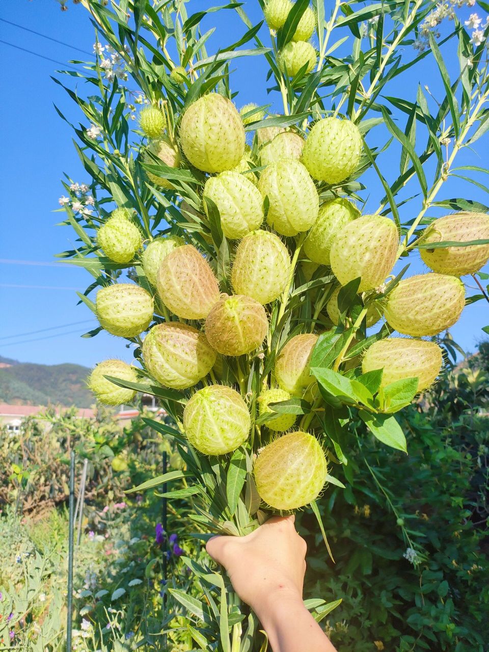 推荐一种超级无敌耐热植物 这个可爱的绿色果果叫唐棉  是热带植物