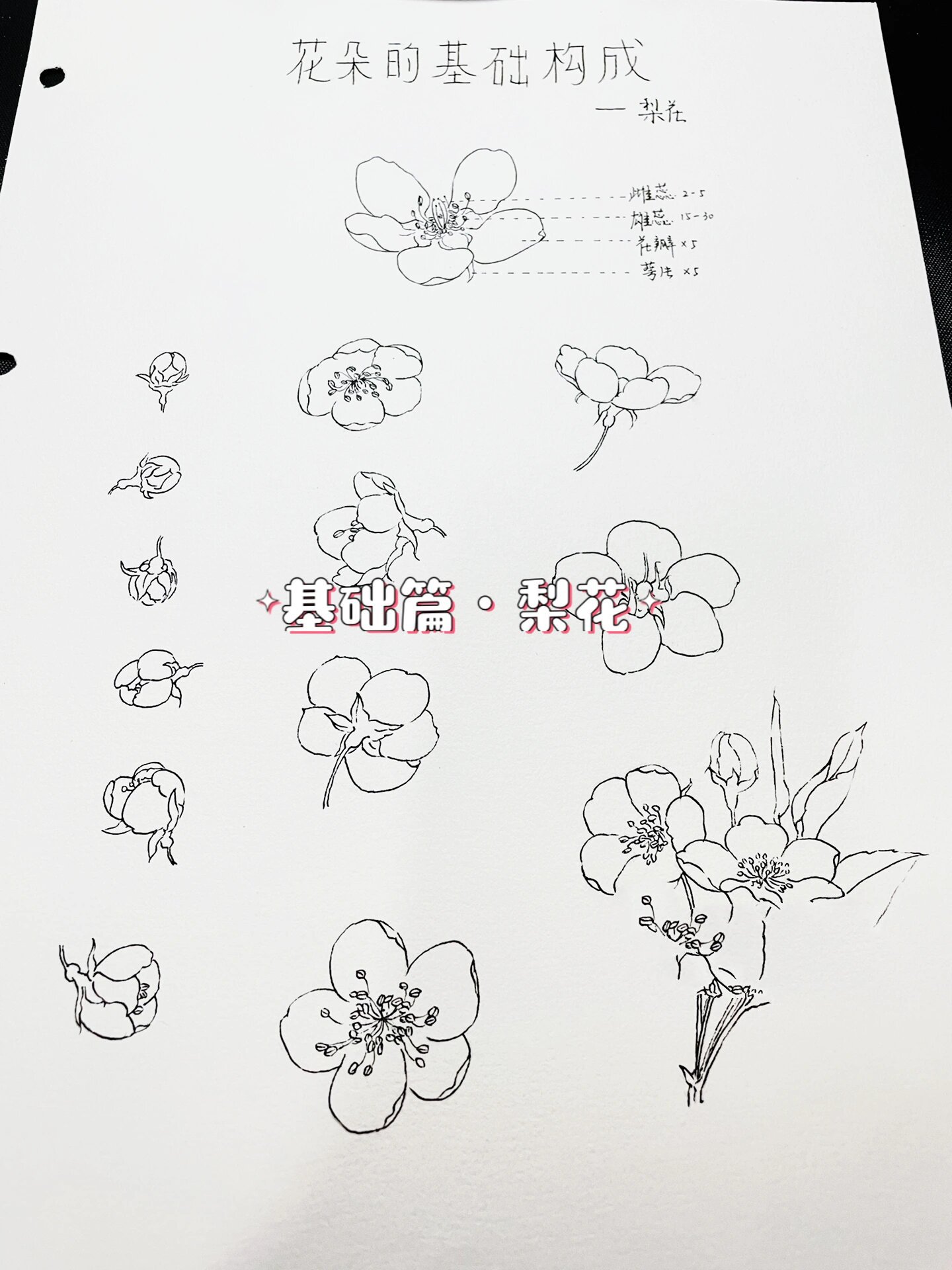 【花卉基础篇·花朵11·梨花】(附结构画法) 鼎怪兽:单朵梨花结构简单