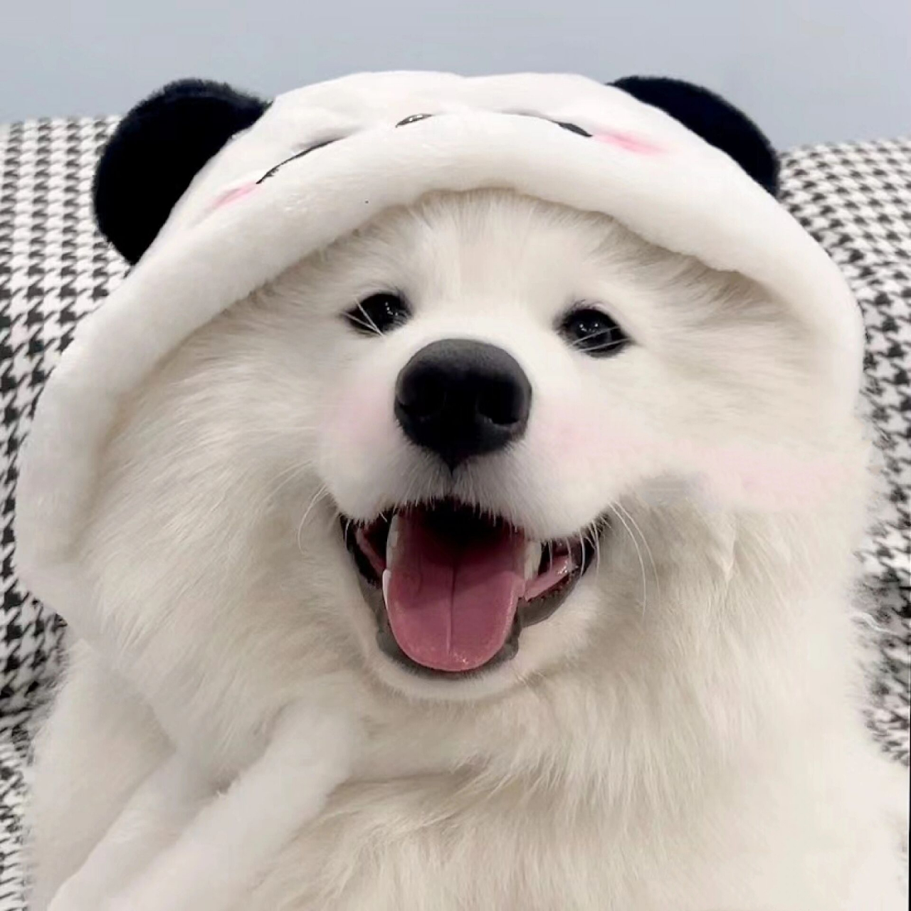 小狗头像之可爱萨摩耶