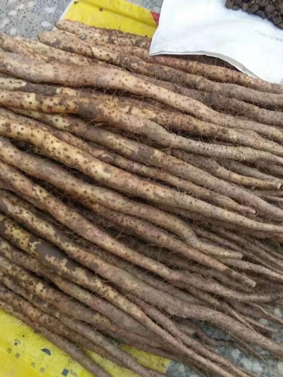 科普小知识:铁棍山药发芽了还能吃吗   铁棍山药发芽之后是可以继续