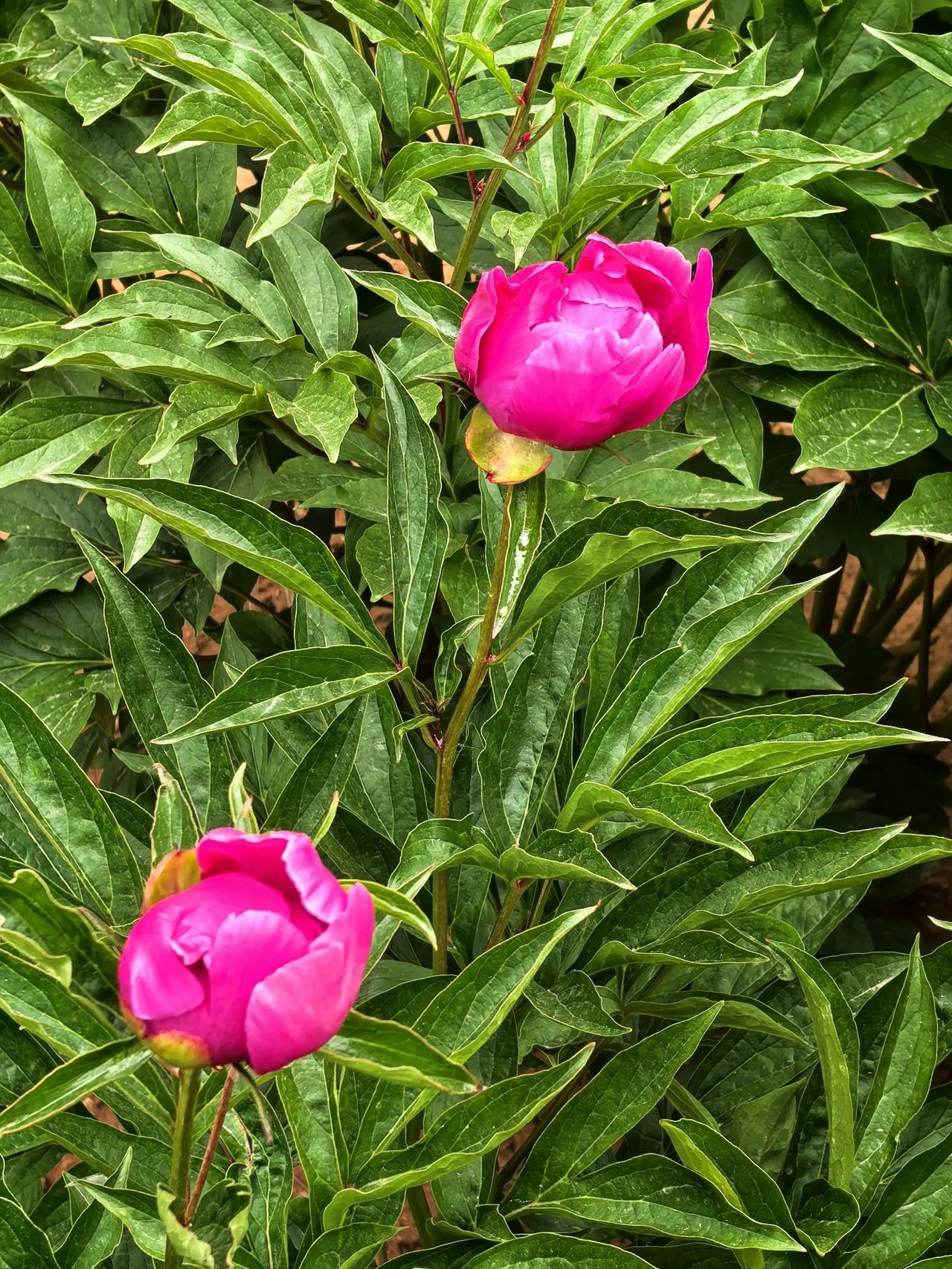 芍药竖屏