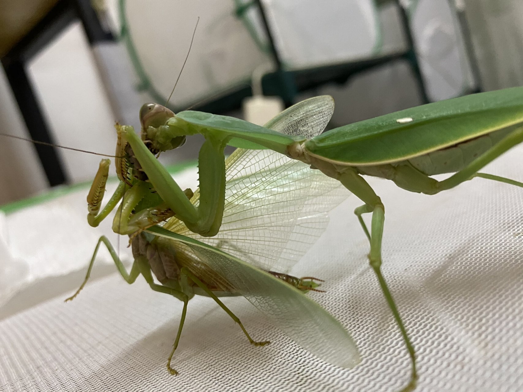 圆盾螳  一言难尽