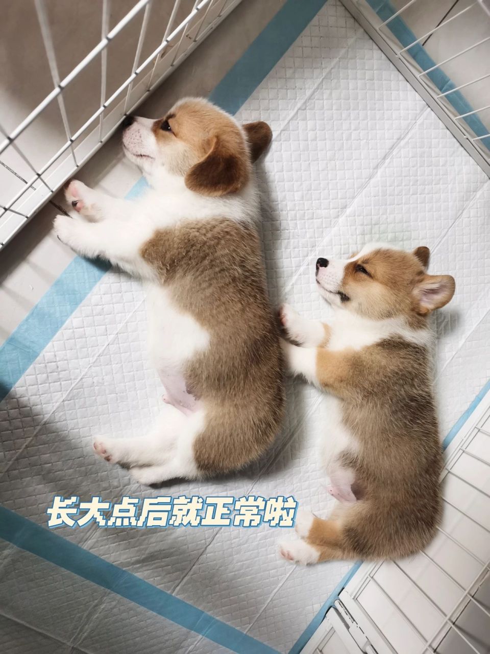 柯基犬不断尾图片图片