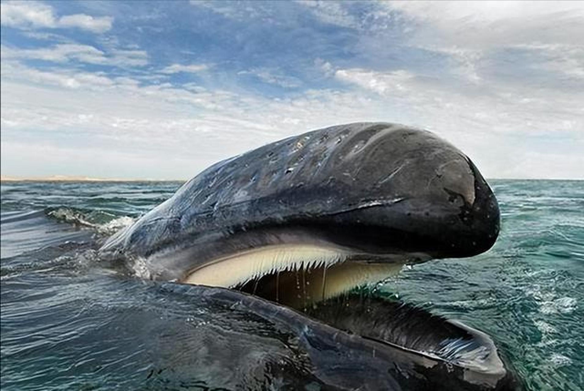 被鲸鱼吞下肚,还能活着的可能性有多大?