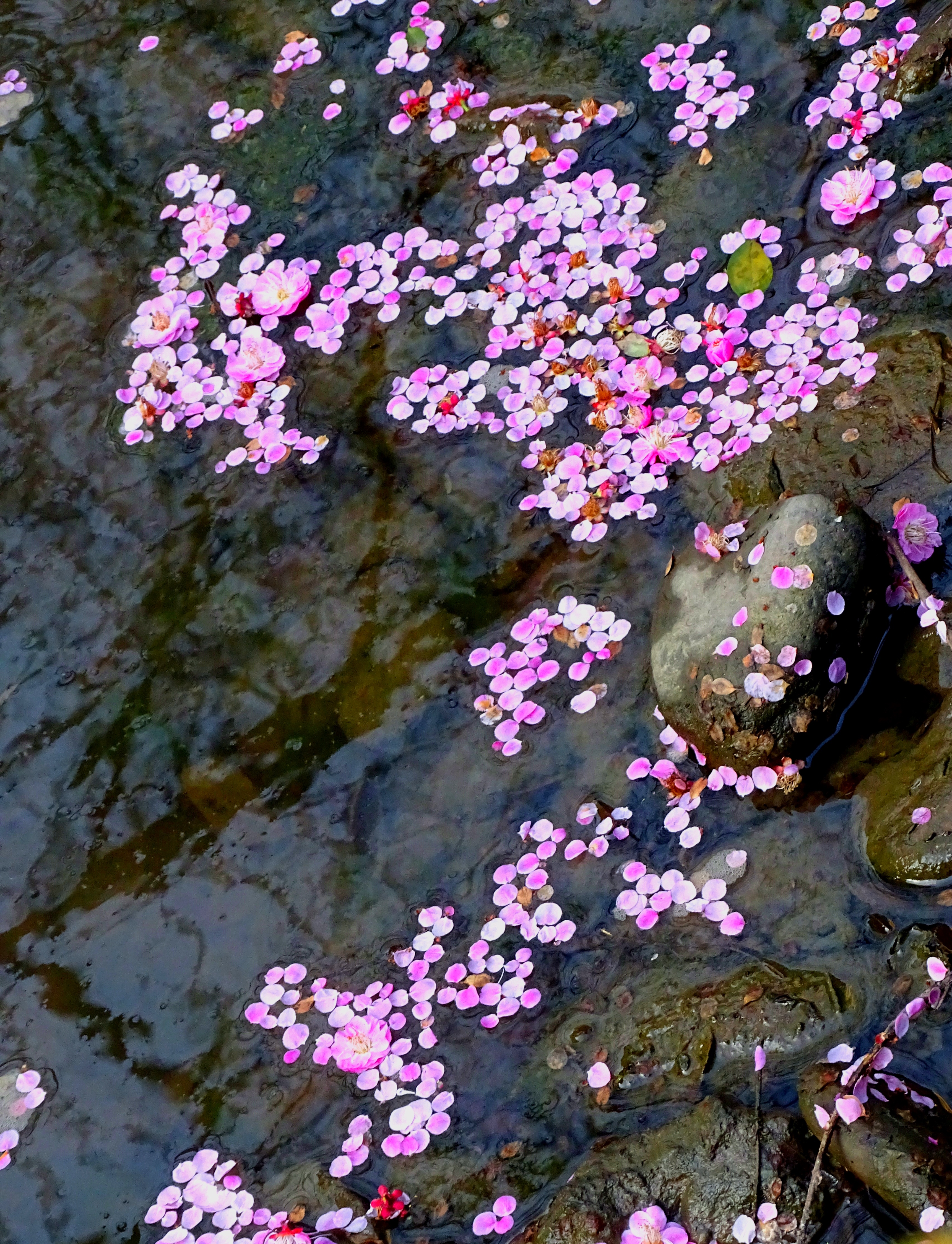 飘落的梅花,如诗如画,仿佛诉说着冬日初春的温情与坚韧,留下的是静谧