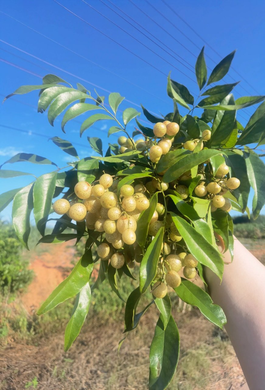 山黄皮绿豆图片