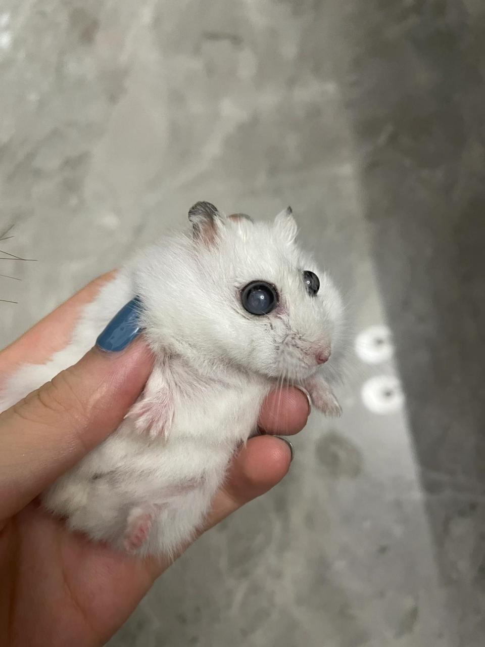 小仓鼠这是怎么了 最近两天发现我的仓鼠眼睛变成这样了 以前乌黑发亮