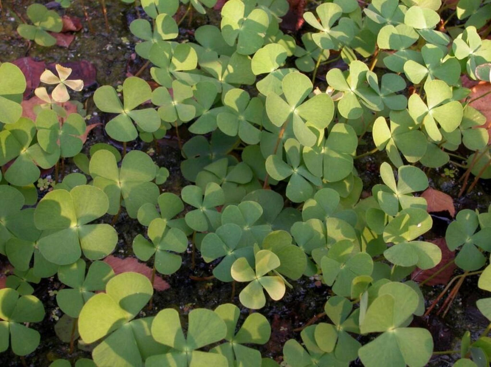 中国野菜图谱,每天介绍三种野菜之苹 苹 别名:四叶菜田字草 学名