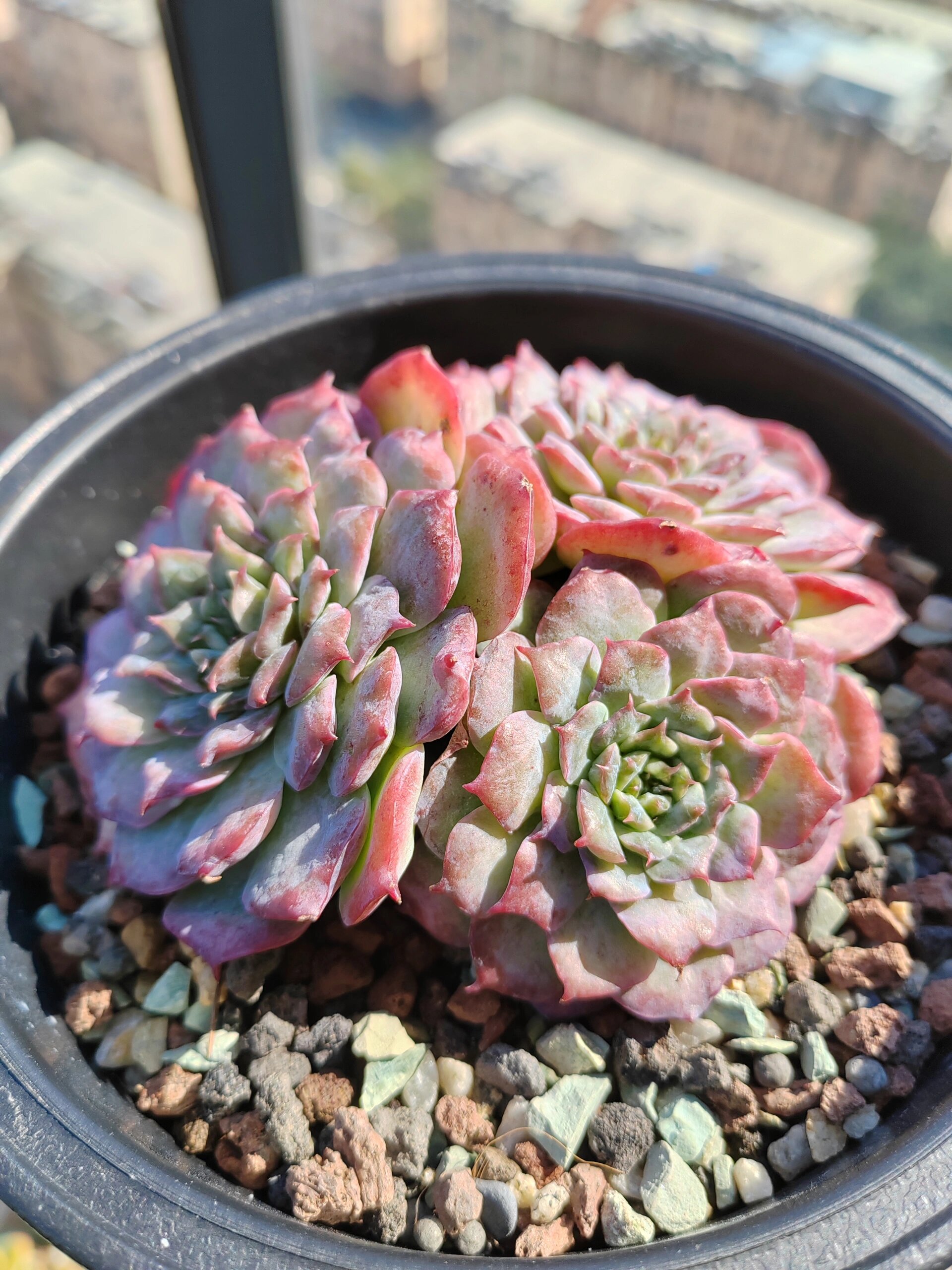 我的200颗多肉:no.23可爱熊