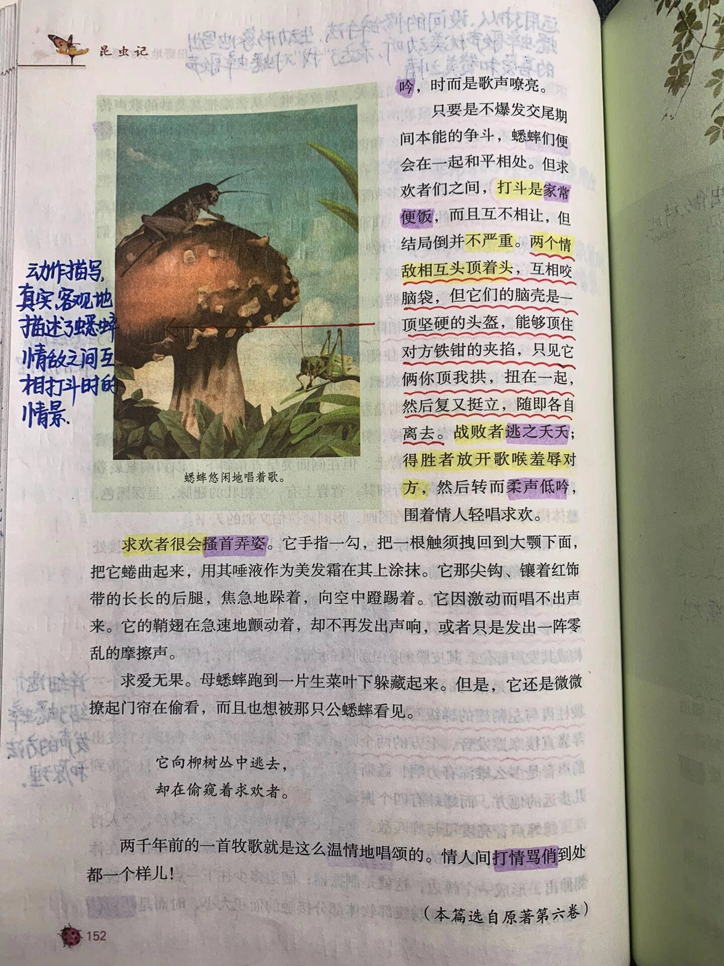 昆虫记 十六篇 田野地头的蟋蟀