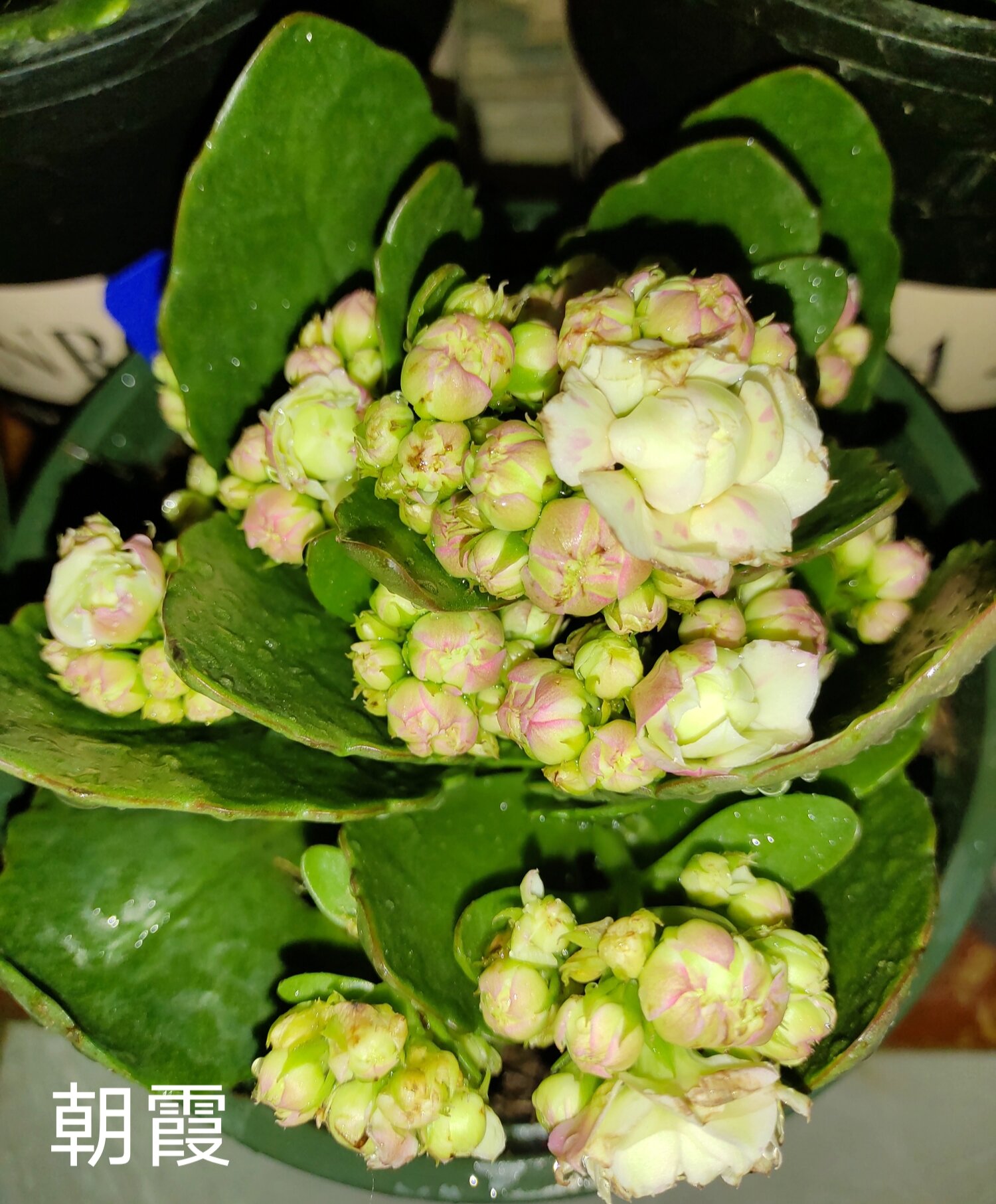 长寿花朝霞/奥格尔 这两个长寿花小苗都是是并夕夕直播间买的.