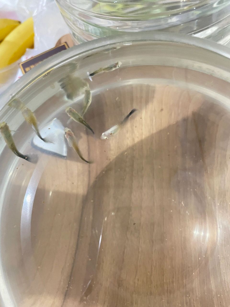 孔雀鱼针尾还能救吗 看了大家养的鱼才知道,我养的孔雀鱼爱死不说,还