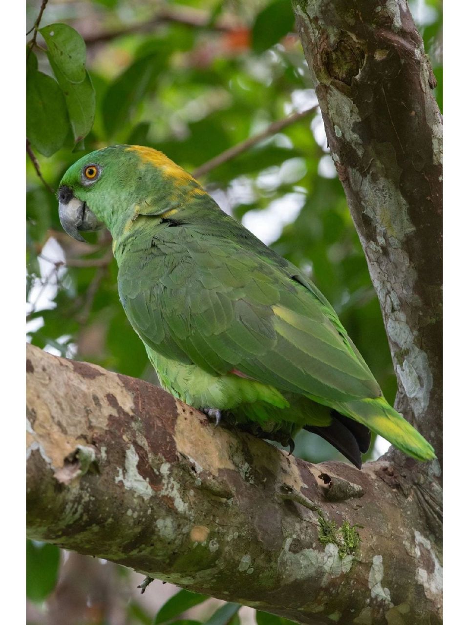 黄颈亚马逊 又名: 金颈亚马逊 	 尺寸: 35厘米(14英寸) 重量: 480-550