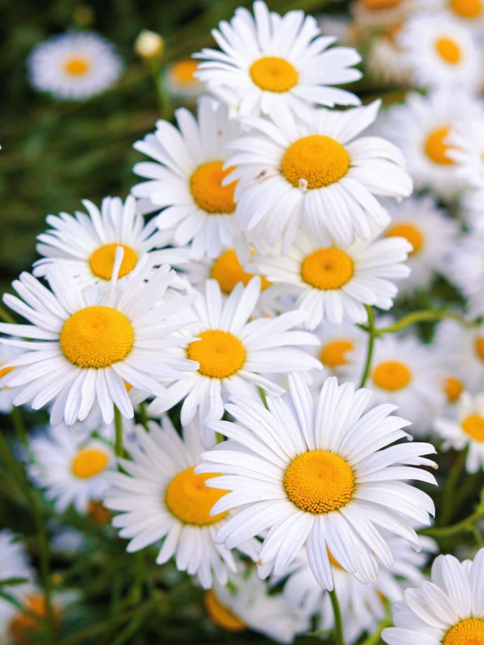 小雏菊花开98 酝酿出四月的浪漫 · 喜欢雏菊是因为它的花语:永远的