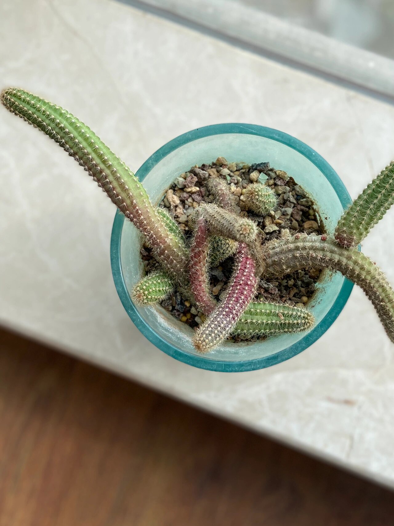 我家封闭阳台的100株植物|(34)白檀仙人掌