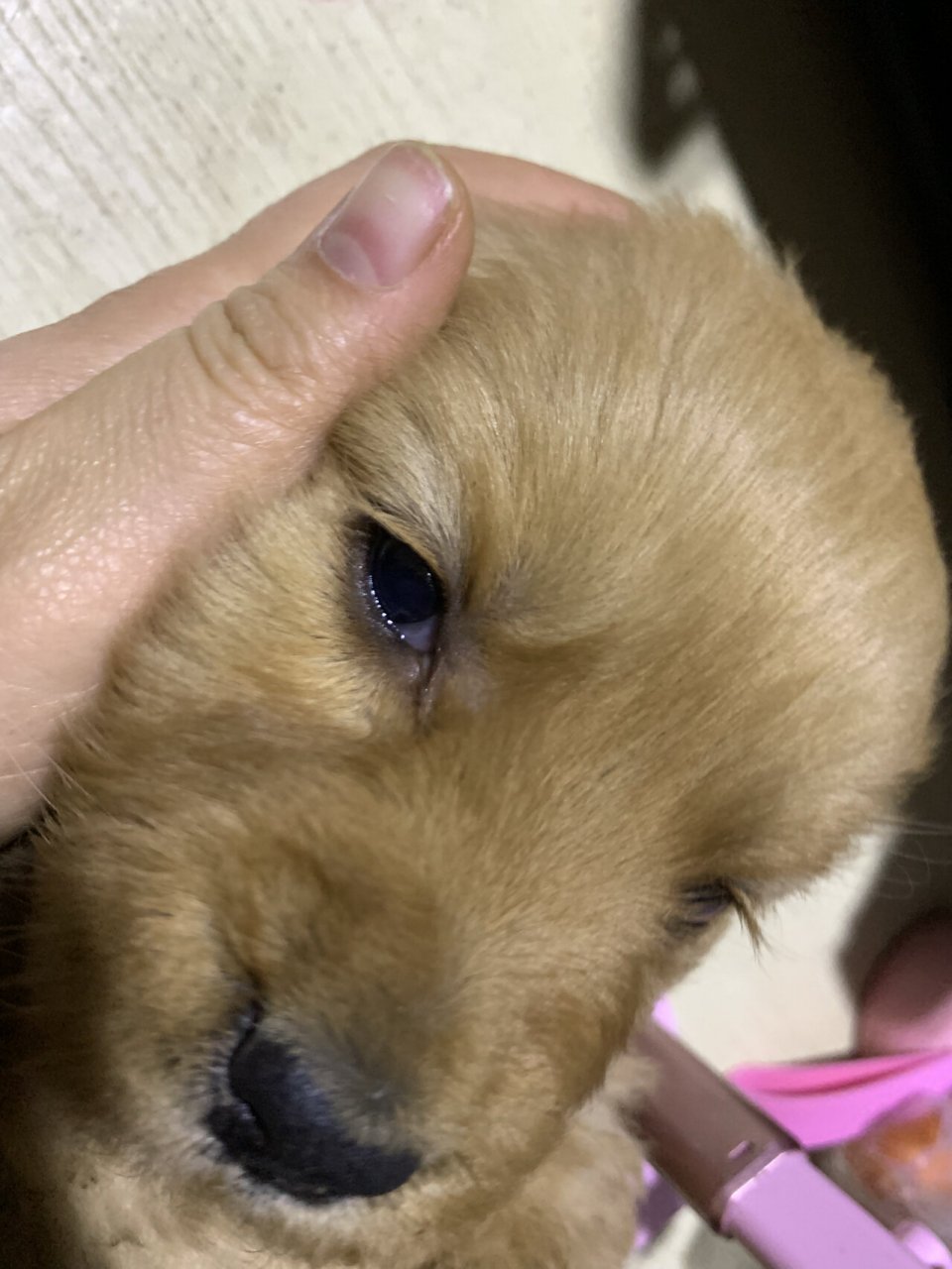 金毛泪痕 金毛妹妹到我家一周了 36天  喂了一周的羊奶粉加泡软的狗粮