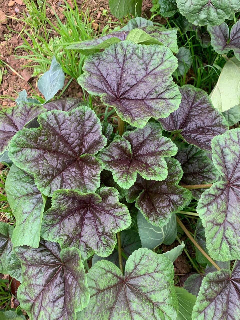 原来这个叫冬寒菜 在老家很常见,小时候在老家每年冬天都吃的青菜