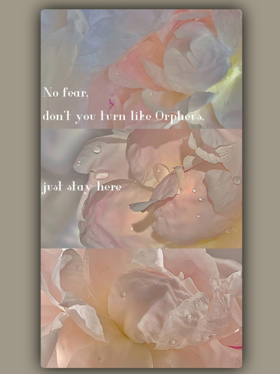 96全网超火97超美丽花花唯美锁屏壁纸 94宝宝喜欢哪张壁纸赶紧