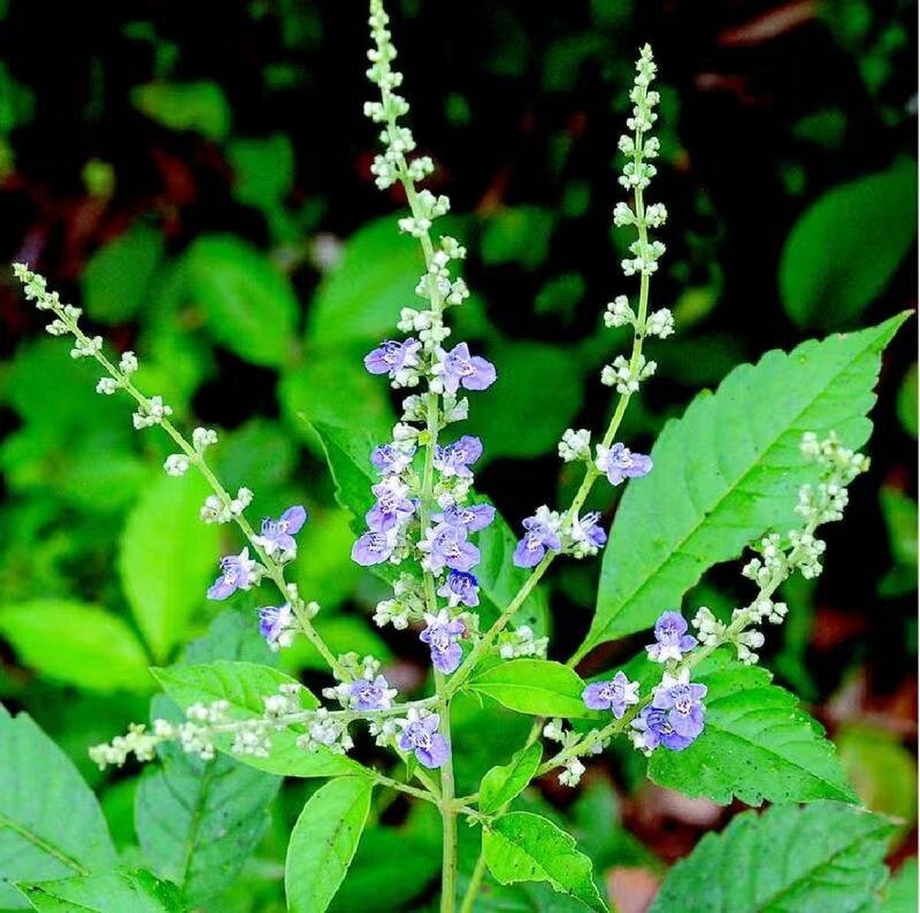 每天学习一味药