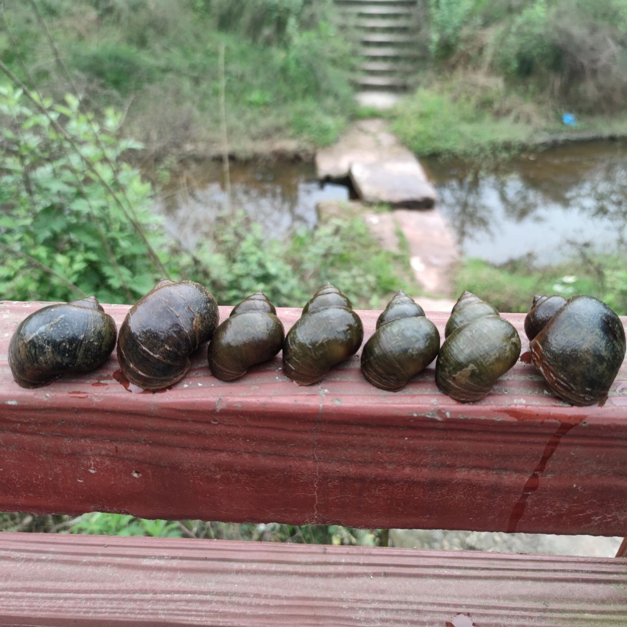 田螺和福寿螺对比图 老公说第一次看到这么大的田螺,我想说我也是