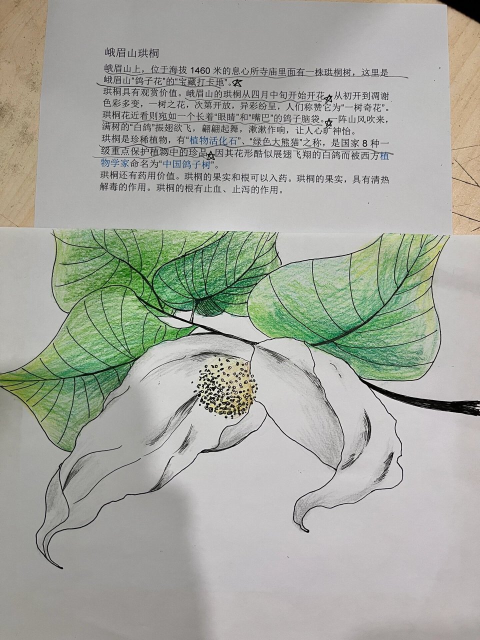 峨眉山珙桐 铅笔画画了一朵珙桐花 明年想去万年寺看看呢