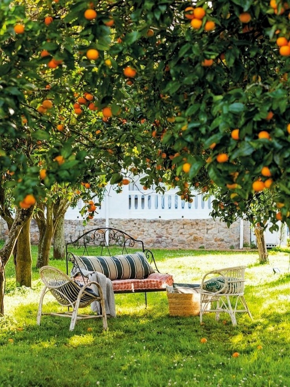 好看又好吃 柑橘类的品种太多了,非常适合花园庭院栽植.