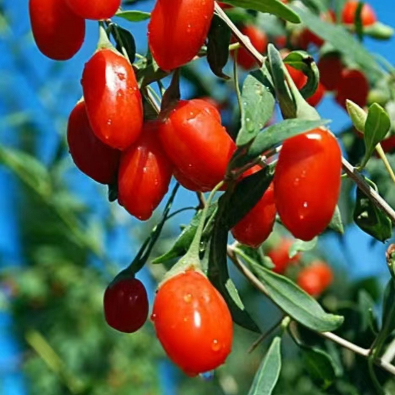 枸杞树图片 枸杞树是茄科枸杞属的多分枝灌木植物,栽培时高度可达到2