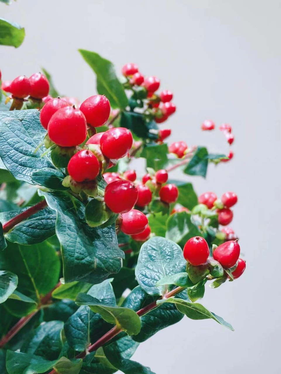 红豆‖每日一花 花艺师每日分享  名称:红豆 又称火龙珠,相思豆.