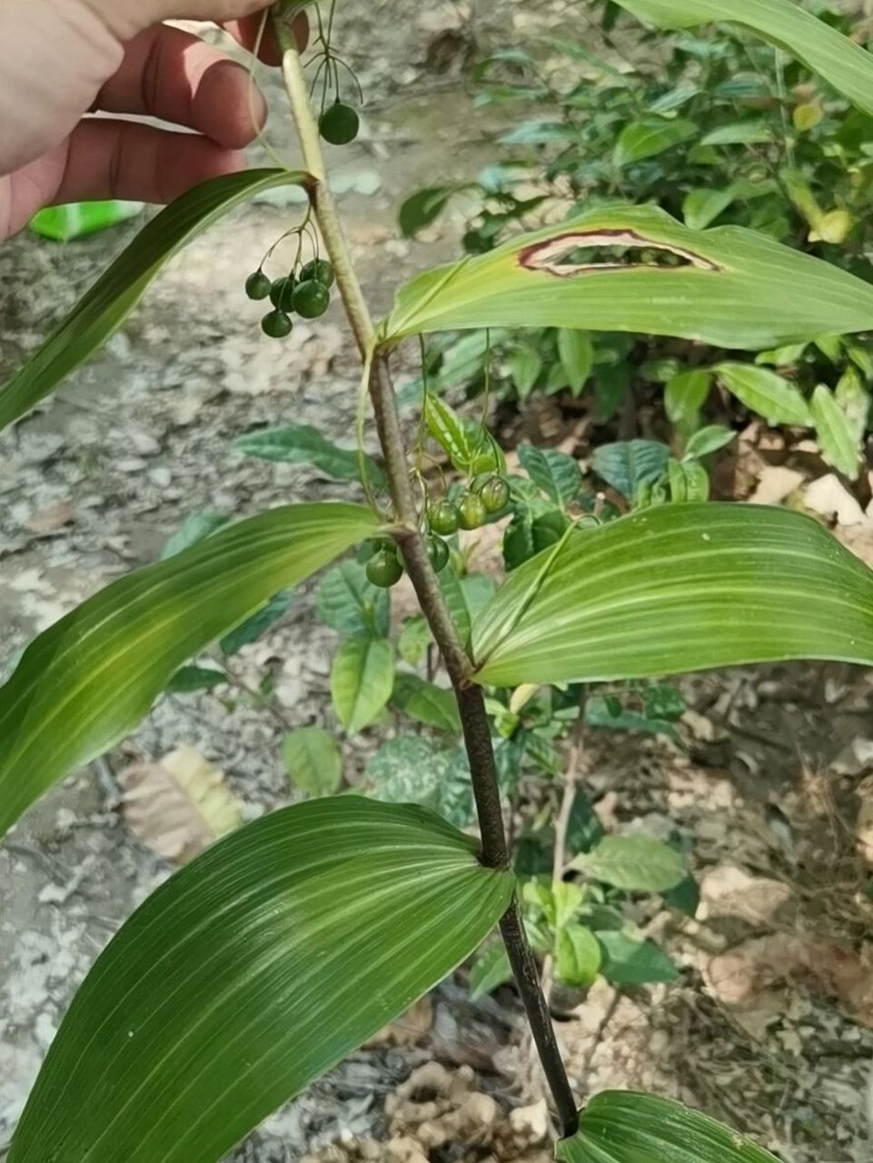 黄精 今天认识了一味中药——黄精,也叫老虎姜,主要功效是补气的,无