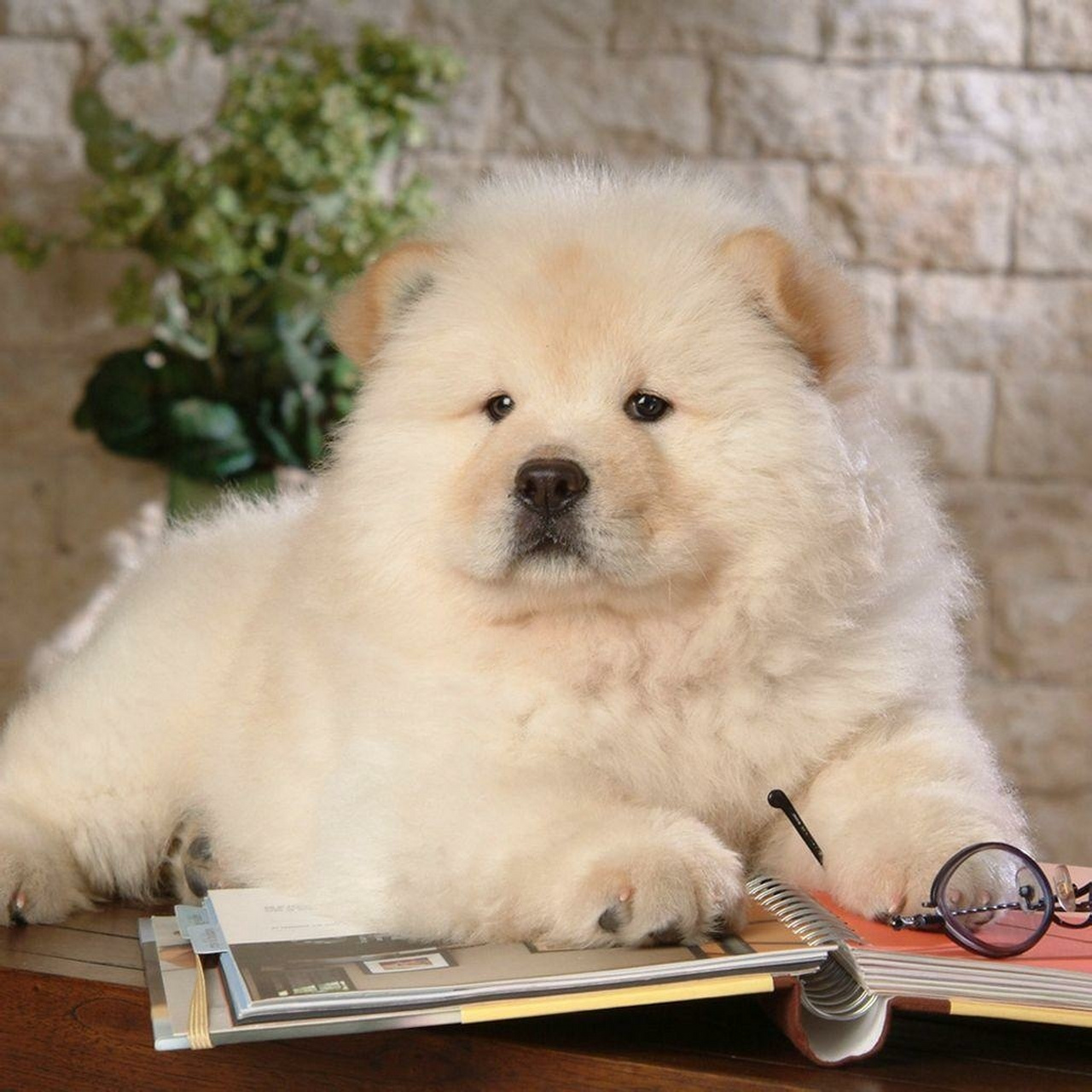 犬种介绍~松狮犬 92别名:熊狮犬 寿命:11-12年 难养指数