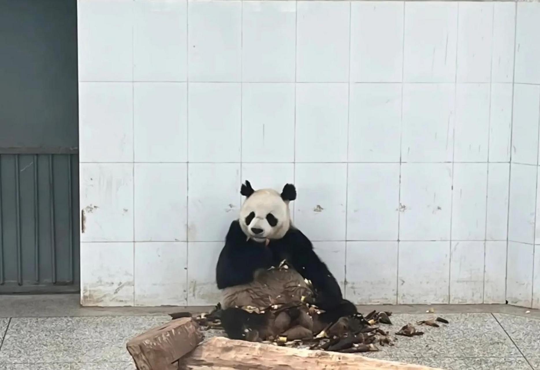 近日,秦岭的一处公园发生了大熊猫被咬耳朵事件.