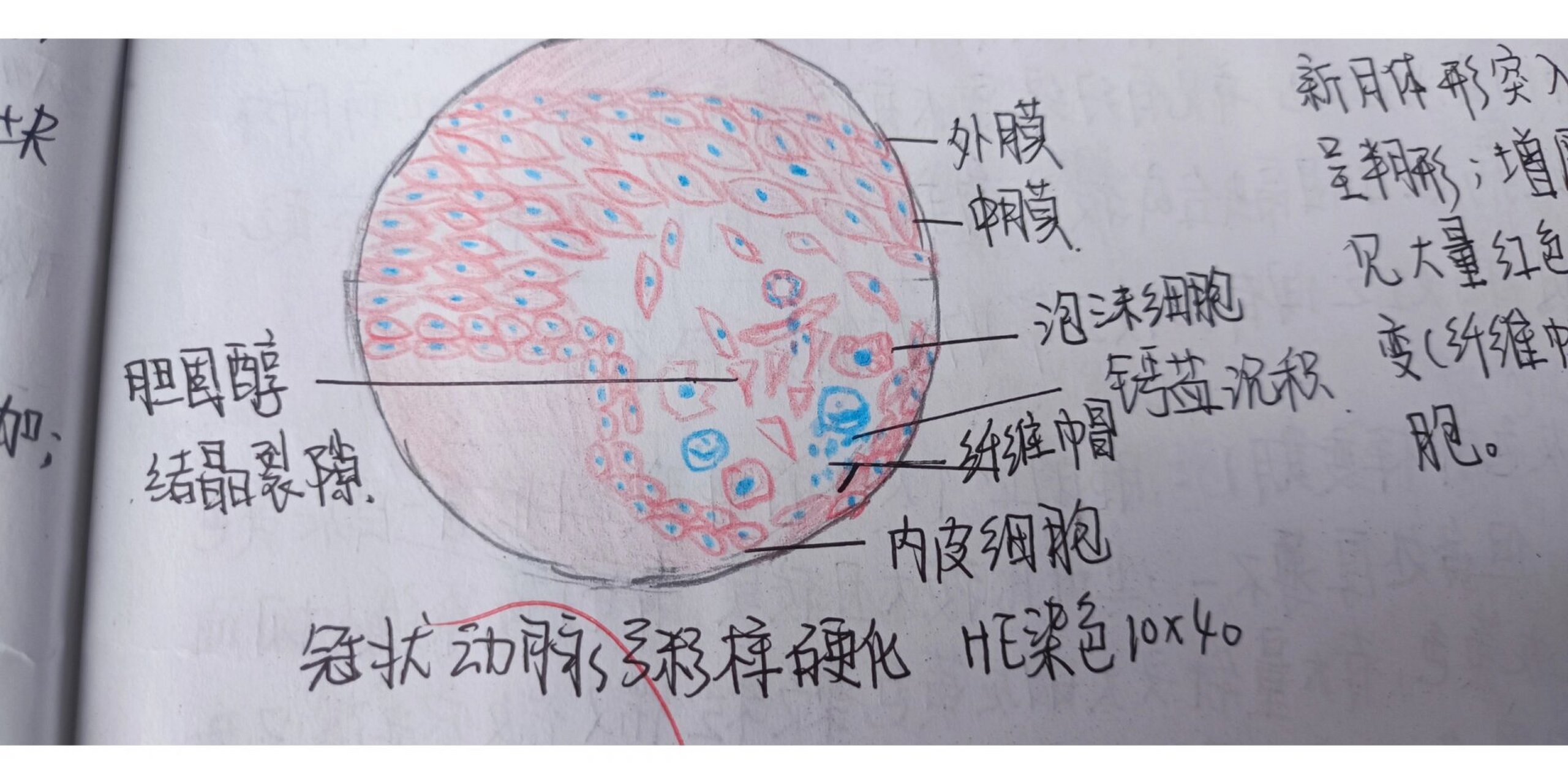 浆液性腺泡红蓝图图片