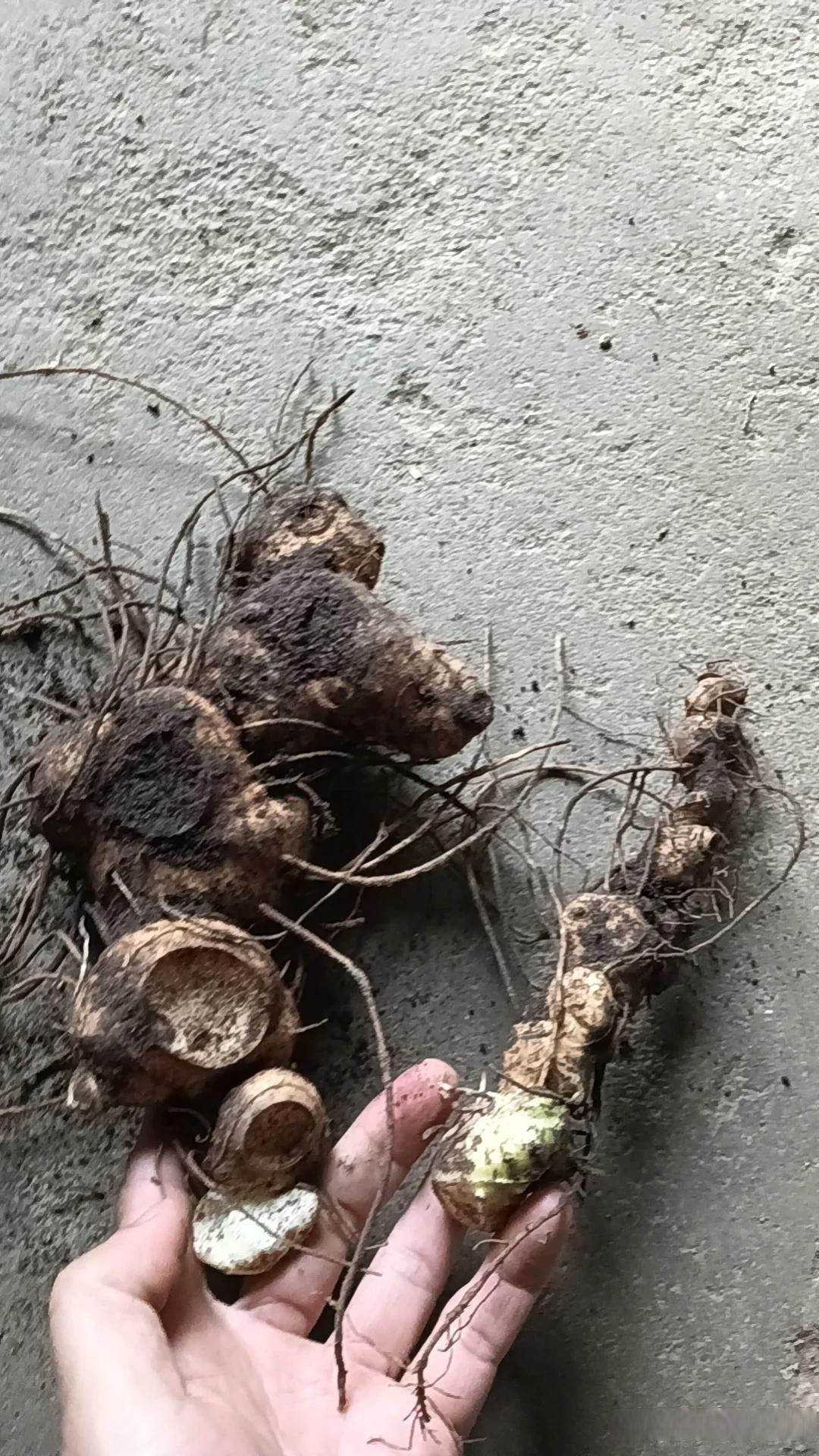 今天没空手,还是很高兴的,虽然没有特别大的,但看起来也都不小,毛重4