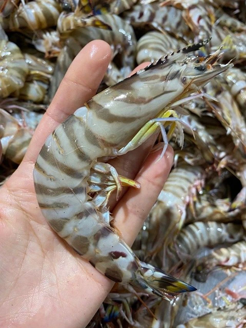 虾中"爱马仕"——竹节虾 竹节虾又名花虾,花尾虾,斑节虾 竹节虾是来自