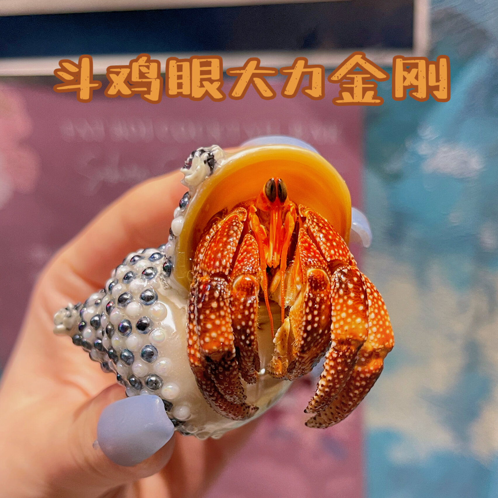 斗鸡眼的大力金刚蟹蟹 是暂时肥仔文里面最大的黄金甲色黑莓寄居蟹哦!