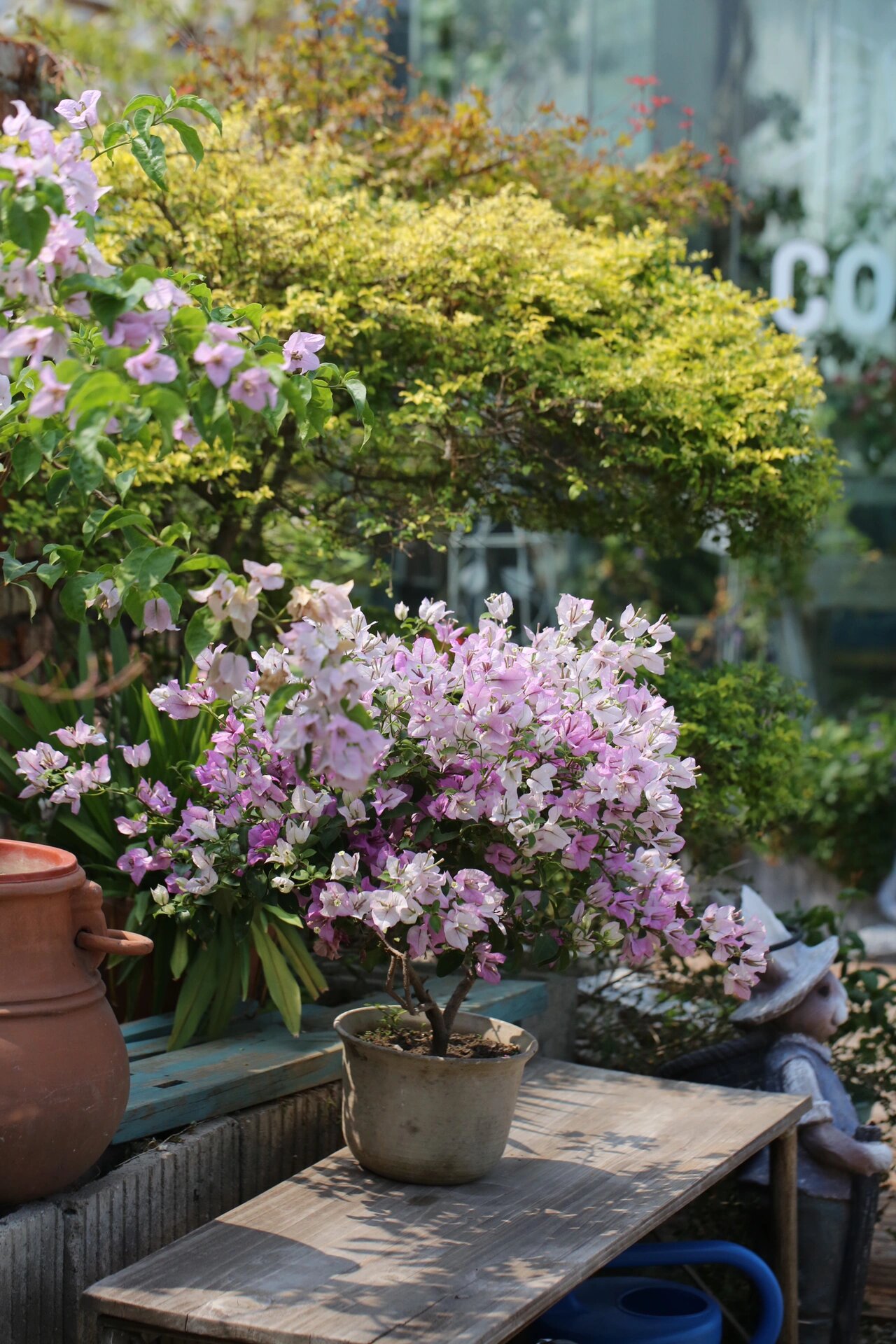 三角梅绿叶雪紫 0269♀15去年雪紫开的时候,正好是搬花园的时候