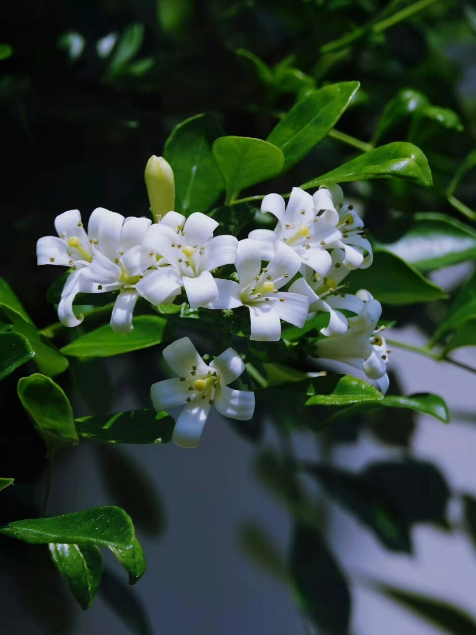 七里香花图片卡通图片