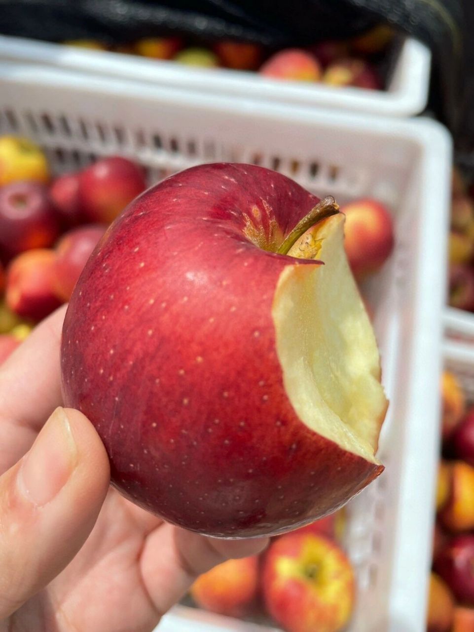 有一个味道 吃过就忘不了 那一定是云南野生小苹果96 独特的天然果