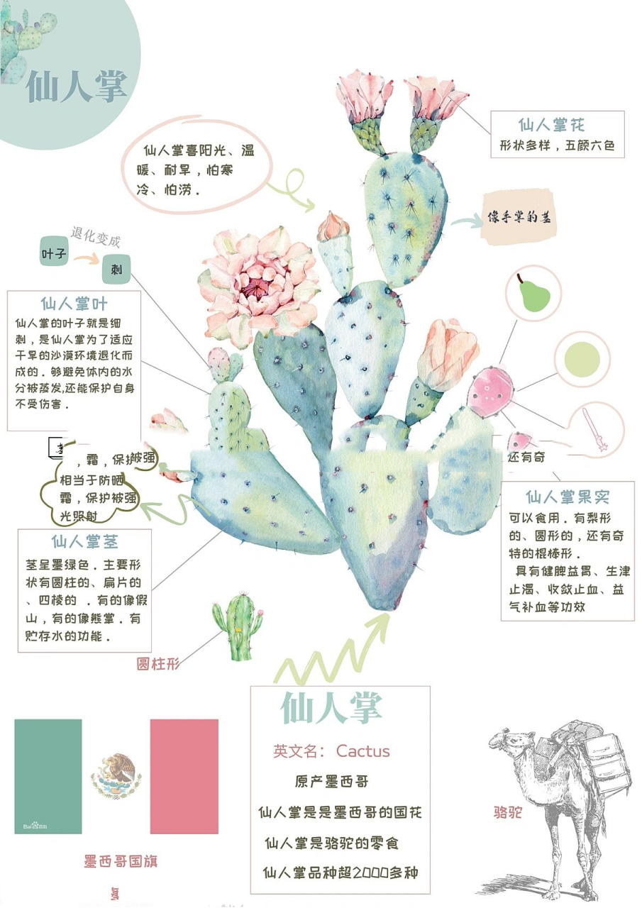 仙人掌科普 前段时间, 每天出门都能看到邻居家仙人掌开的花, 黄灿灿