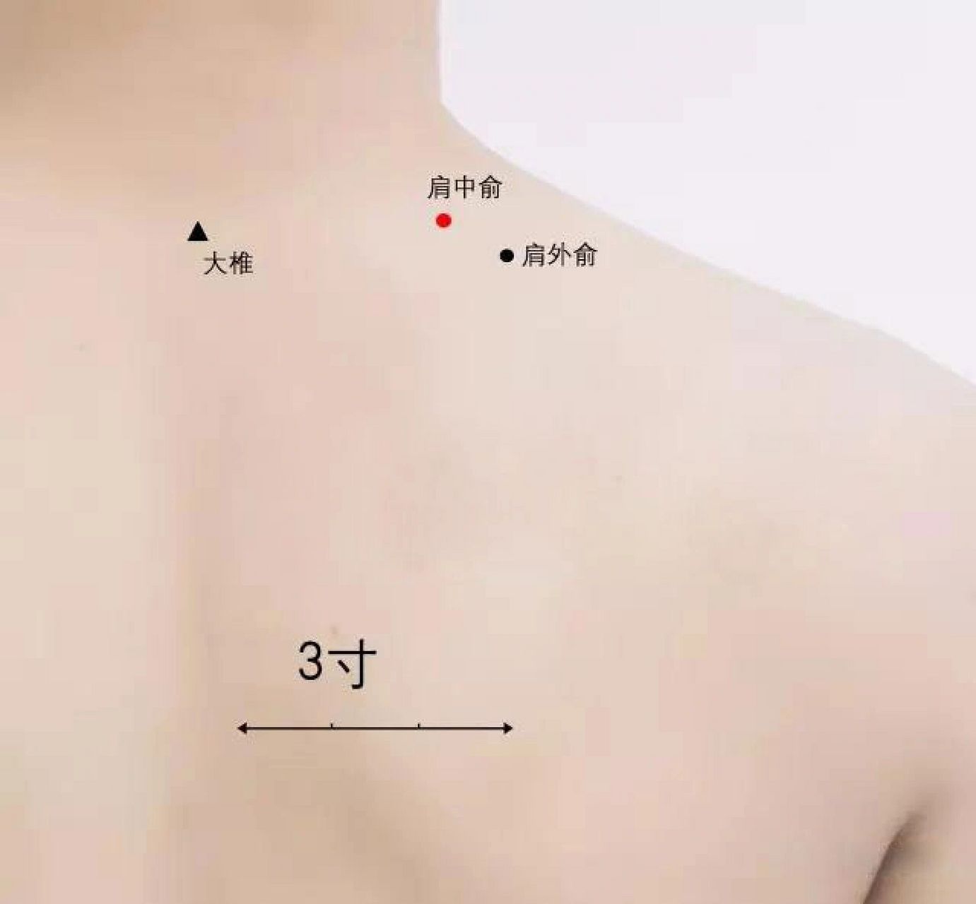 肩,穴所在部位为肩胛部也.中,肩脊中穴部也.俞,输也.