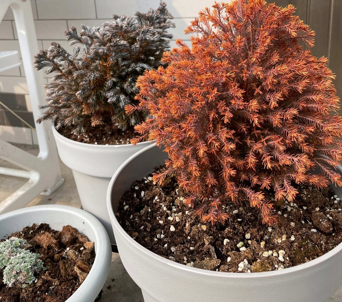 金光绒柏的四季变换 新叶尖端呈橘黄色,夏天的时候转变成亮金黄色,常