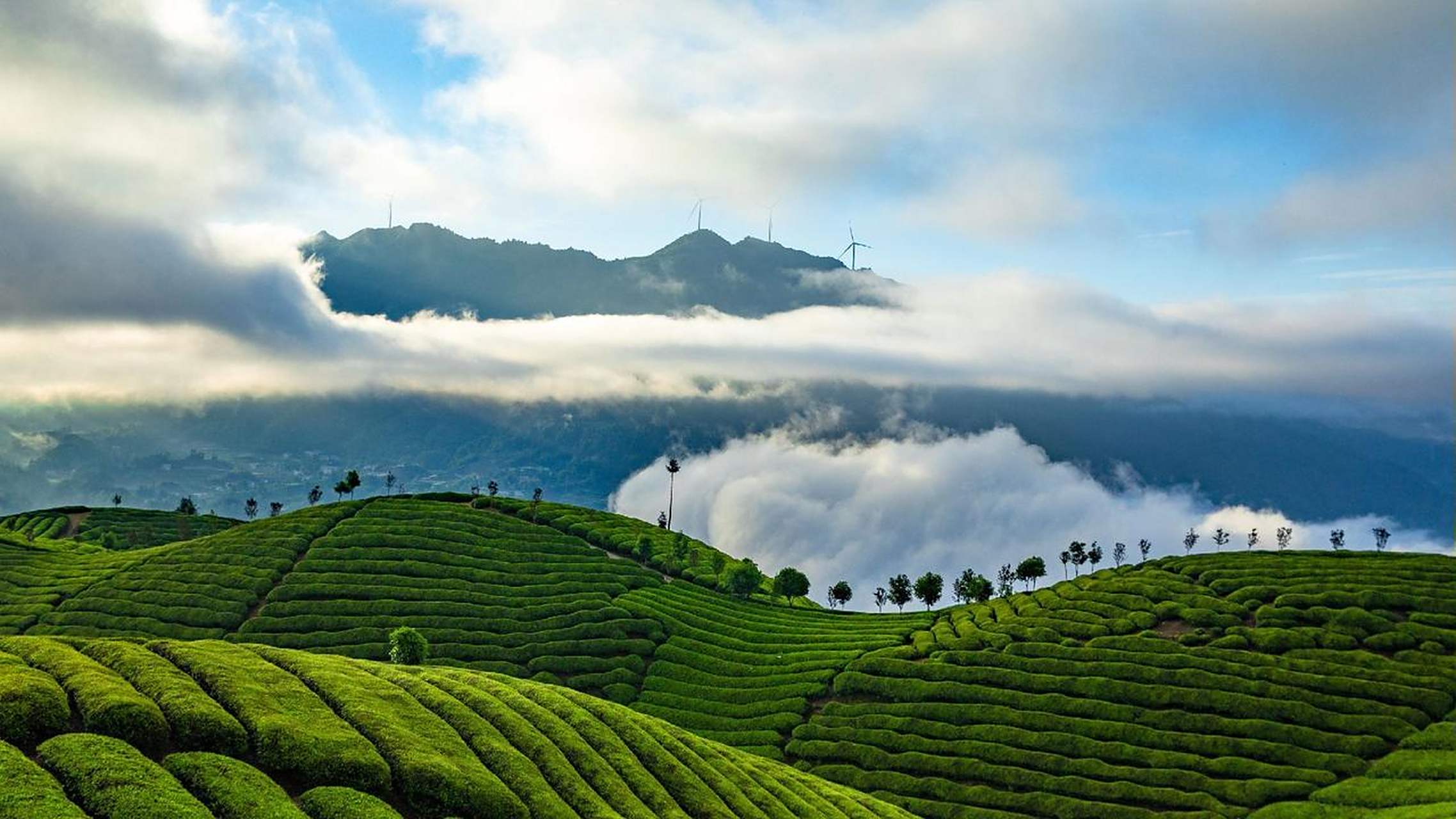 木耳山唯美壁纸来啦!夏天就是要去茶园呀!